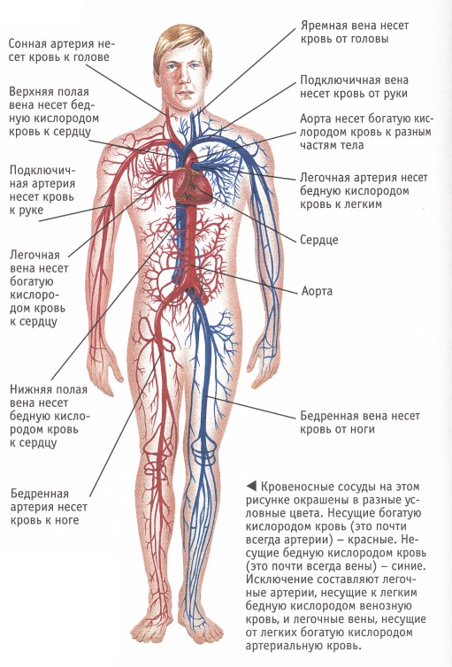 йога. медитация.