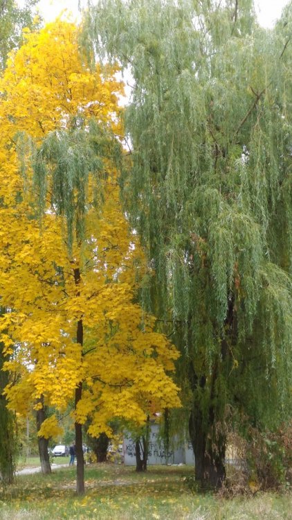 P_20181009_133525 (1).jpg